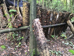 夏初春色 大美茶巖頂20190420