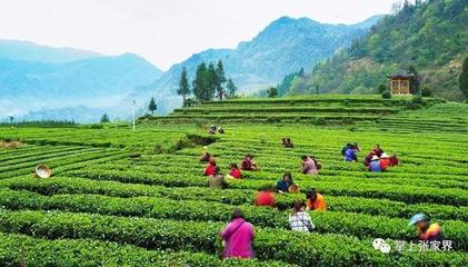 張家界&ldquo;最美茶園最美茶人&rdquo;攝影大賽60件作品進入終評