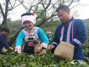 春來喜看貴茶綠 云端茶海入畫中