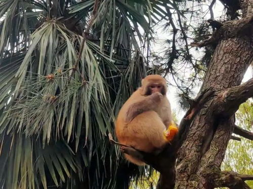 信陽山水,醉美茶香 跟著酒祖杜康小封壇赴一場采茶品酒之旅