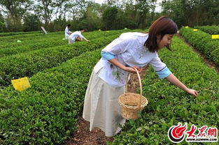日照景陽青茶園掛牌大眾網采風基地，園美茶香引人入勝