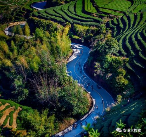 安溪醉美茶香路，是不是你家門口那條路？