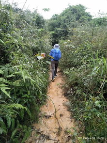 夏初春色 大美茶巖頂